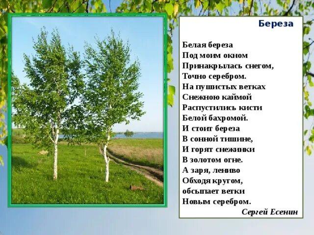 Белая березонька со словами