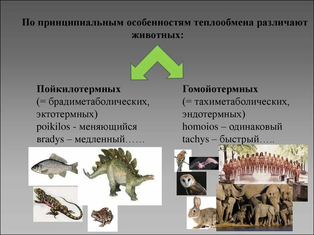 Виды теплокровных животных. Теплообмен животных. особенности теплообмена пойкилотермных животных. теплокровные животные. механизмы терморегуляции у теплокровных животных.