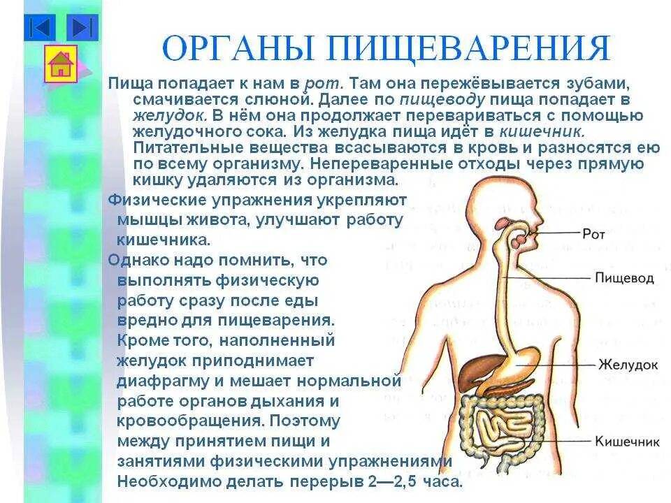 Из пищевода пища попадает в. Сообщение о пищеварении. Пищеварительная система доклад. Сообщение на тему органы пищеварения. Пищеварительная система человека 3 класс.