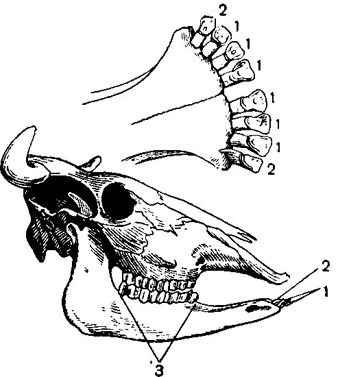 Особенности зубной системы парнокопытных. Строение зубной системы коровы. Нижняя челюсть КРС анатомия. Строение зубов коровы анатомия.