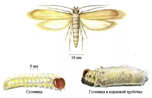 Строение моли. Платяная моль (Tineola bisselliella). Моль платяная гусеница. Платяная моль строение. Платяная моль отделы тела.