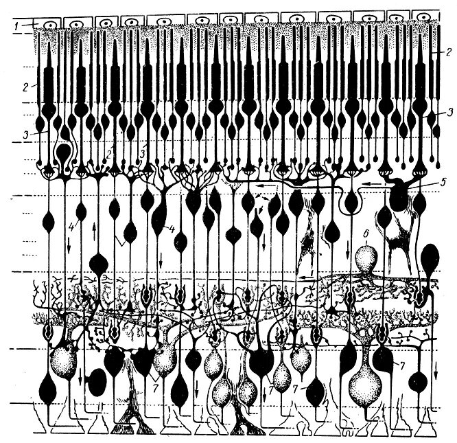 Строение сетчатки рисунок. Схема строения сетчатки глаза гистология. Слои сетчатки глаза анатомия. Строение сетчатки Сапин. Схема цитоархитектоники сетчатки.