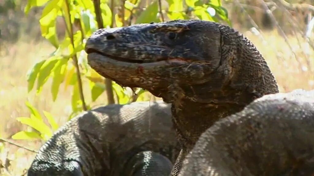 Волчонок цербер и жеводанский зверь. Жеводанский зверь волчонок. Волчонок цербер и жеводанский зверь. Другой мир 3 восстание ликанов оборотни. Про животных убийц.