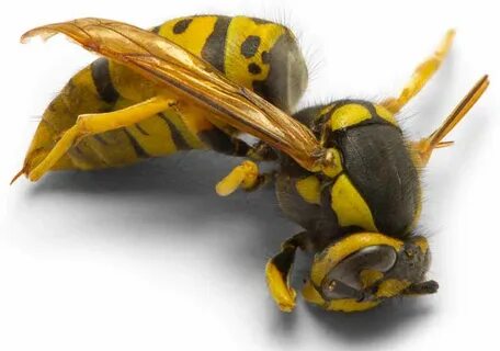 Yellow jacket