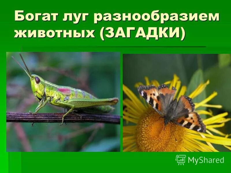 Луг окружающий мир 3 класс. Луг и его обитатели 3 класс презентация. Луг и его обитатели. Луг и его обитатели 3 класс. Растения луга и его обитатели.