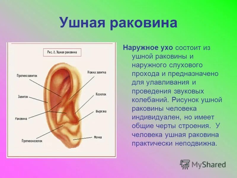 Строение ушной раковины. Ухо человека строение внешнее. Органы человека ухо. Строение уха человека. Рассказы про уши