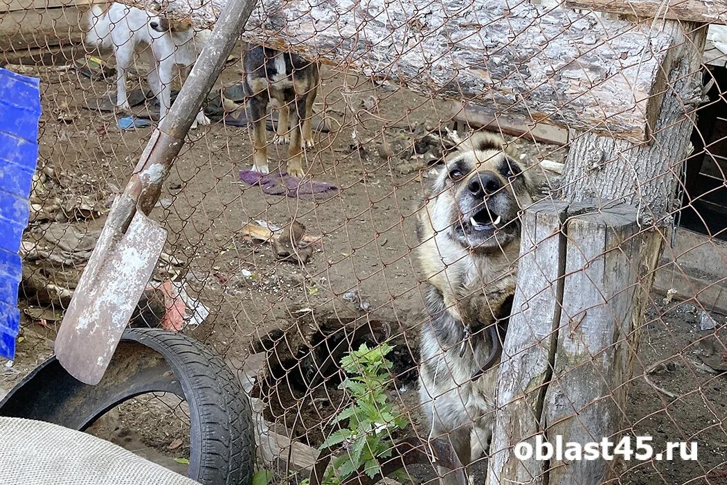 Курган приют животных для бездомных собак. В посёлке южном потерялась собака. Маячок приют для животных. Животные в приюте. Щенки в приюте.