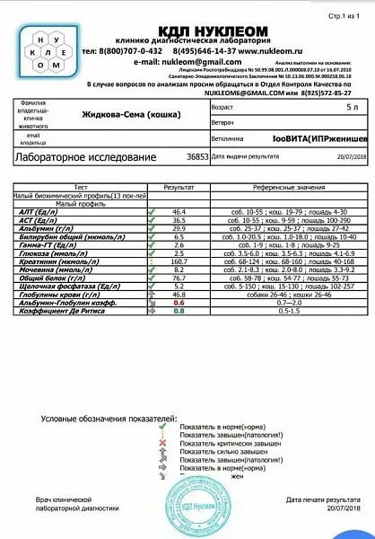 Клиническая лаборатория анализы. Печать клинико диагностической лаборатории. Результаты НИПТ. Направление в клинико диагностическую лабораторию.