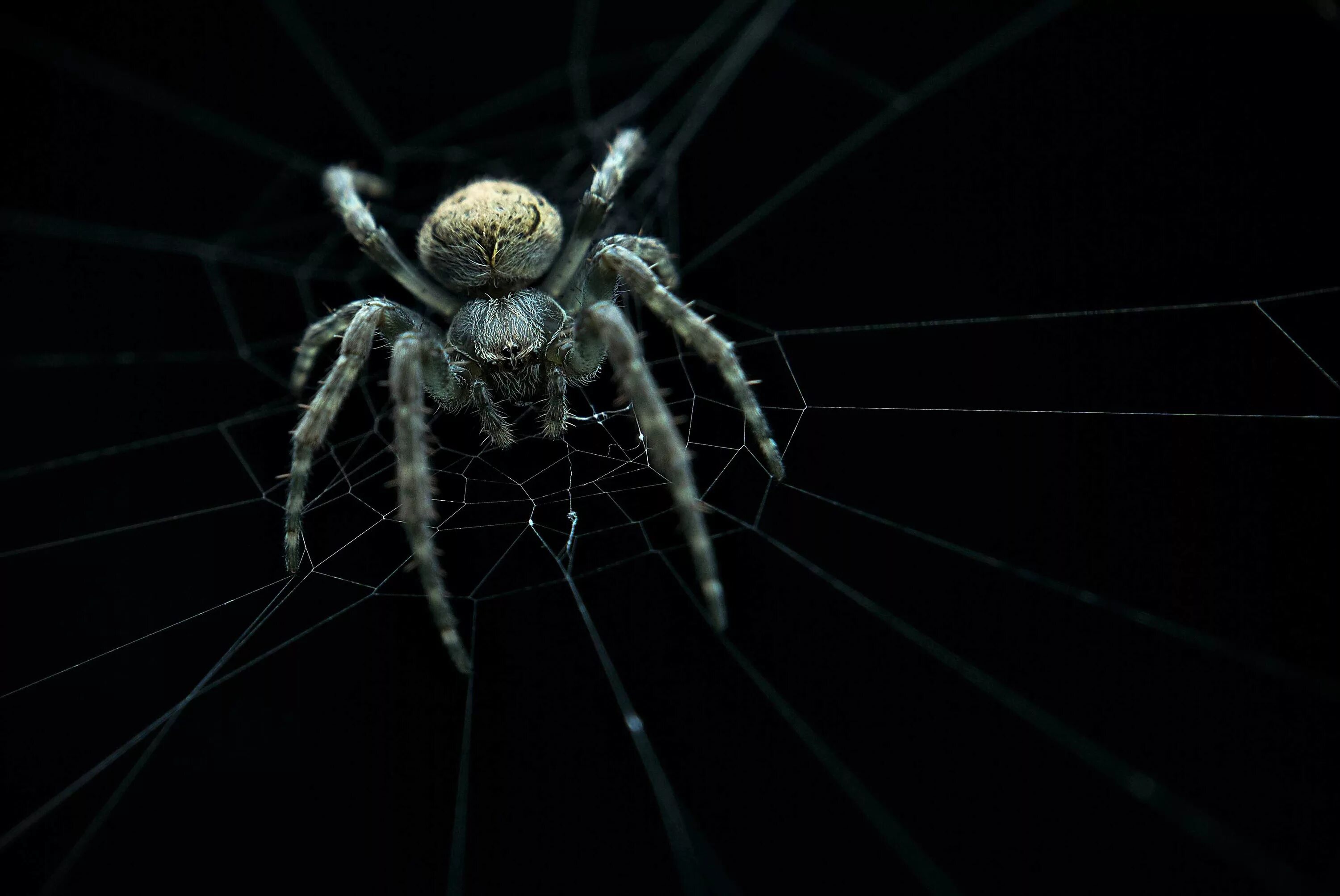 Живые обои паук. Тарантул Арахнид. Паук птицеед паутина. Паутина паука тарантула. Паук на черном фоне.