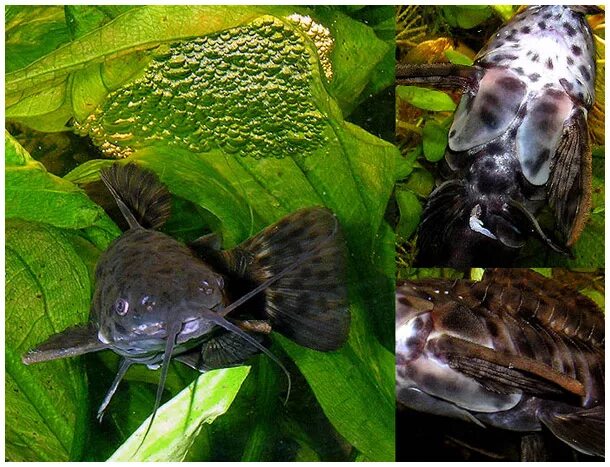 сомик таракатум аквариумная рыбка. таракатум мальки. рыбка сомик анциструс. сомик канальный аквариумный. сомик анциструс самка.