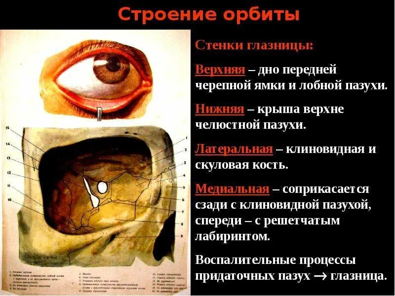 Края глазницы. Строение латеральной стенки глазницы. Костное строение орбиты. Наружная стенка глазницы анатомия. Верхняя стенка глазницы строение.
