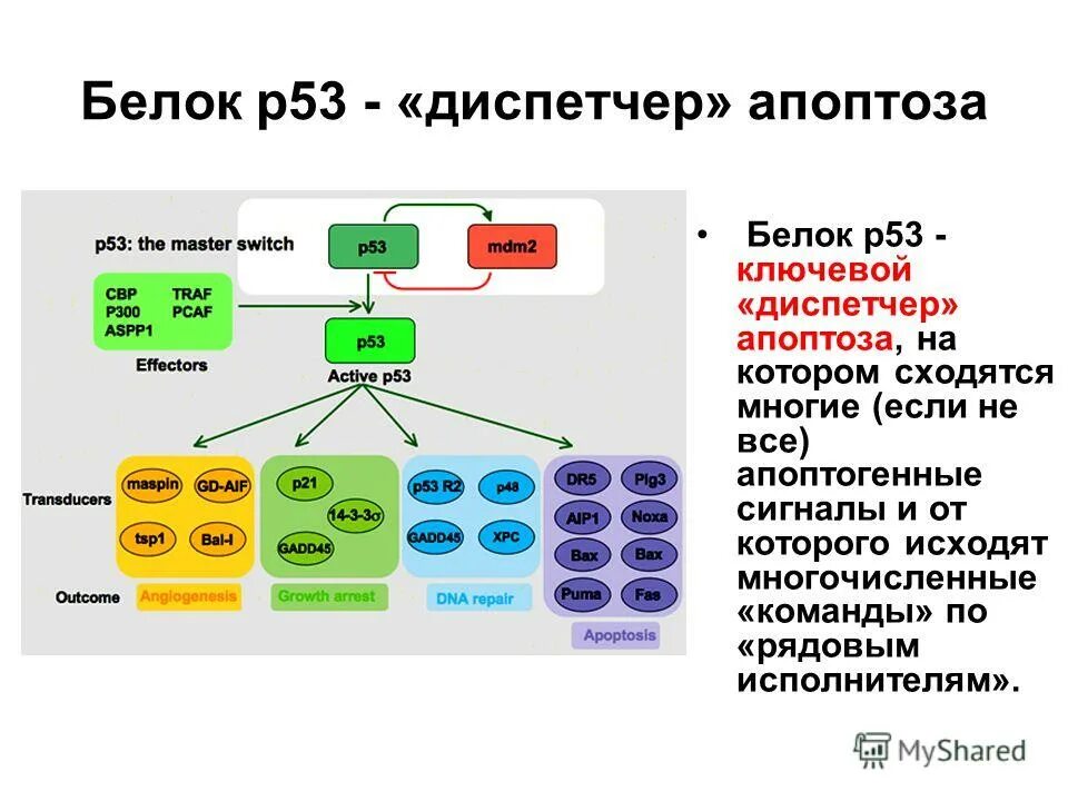 Ген p53 функции. P53 белок функции. Белок p53 апоптоз. Ген белка р53. Содержит ферменты осуществляющие апоптоз