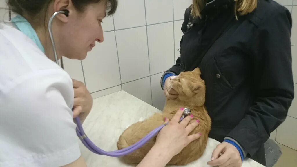 Ветклиника кошки. Туристская улица 20к2 санкт-петербург. Ветеринарная туристская. Ветеринарная служба. Ветеринарная туристская.