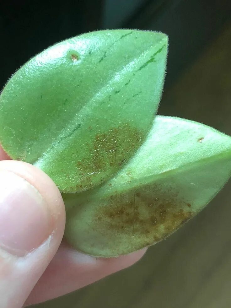 Пеперомия лайм. Пеперомия лайм peperomia lime. пеперомия pixie lime. peperomia pixie lime. пеперомия пикси лайм вариегата.