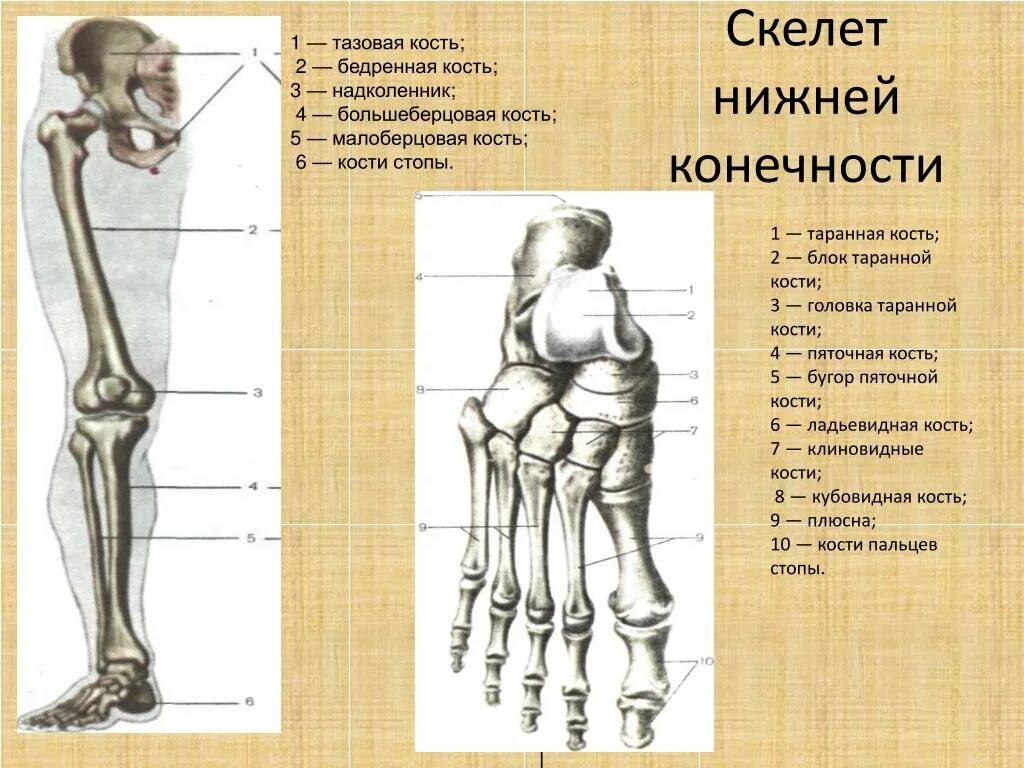 Нижние конечности являются. Строение нижних конечностей анатомия. Кости нижних конечностей человека анатомия. Кости нижней конечности анатомия. Кости нижних конечностей анатомия строение.