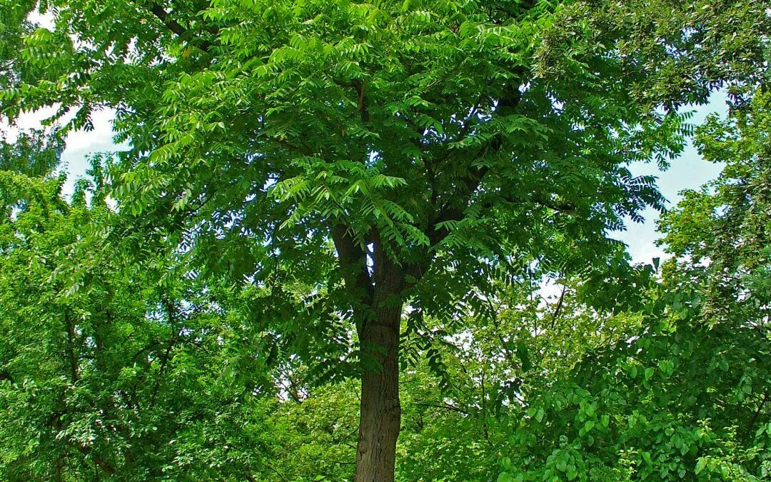 на каком дереве сера. на каком дереве сера. сера минерал. на каком дереве сера. на каком дереве сера.
