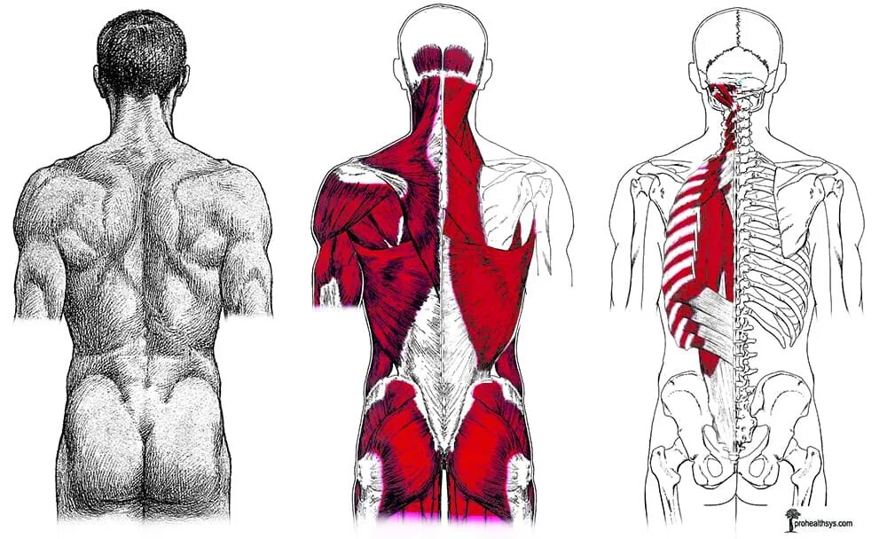 Повороты поясницы. Трапециевидная мышца анатомия сосудов. Анатомия мышц спины эскиз. Мышцы спины анатомия кт. Анатомия КПС мышцы.