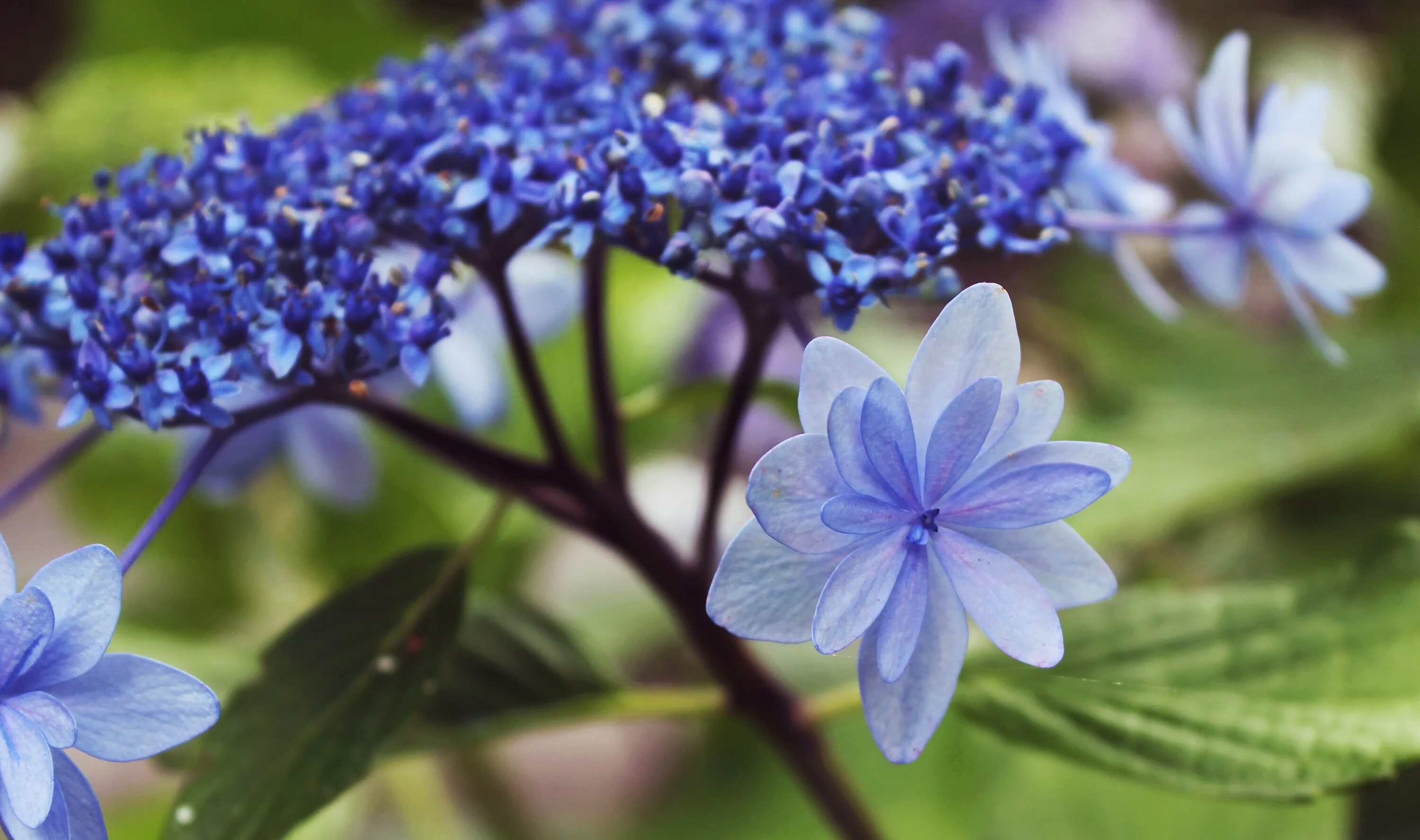 Брунония голубая. Синие соцветия цветы. Синие цветы. Цветок с синими цветами.