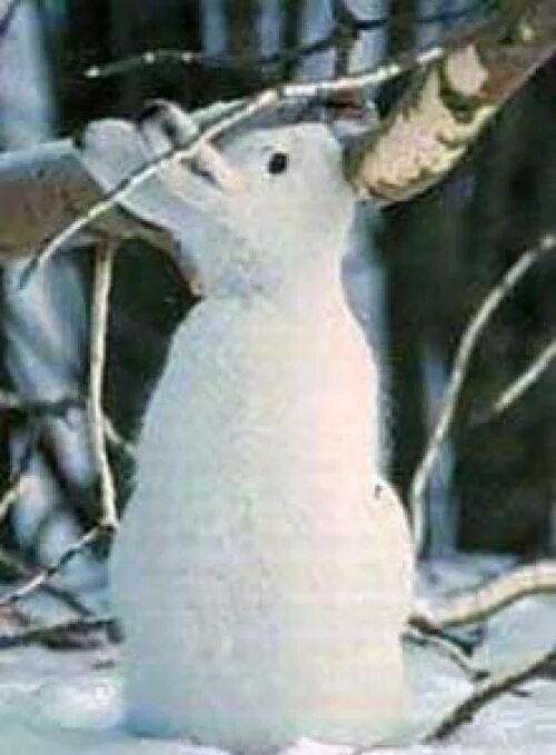 Баргузинский заповедник заяц беляк. Заяц обгладывает кору. Заяц ест кору. Заяц ест кору деревьев. Заяц грызет кору деревьев зимой.