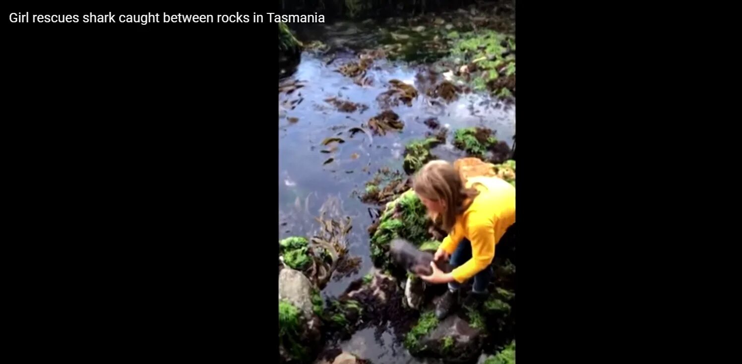 Акула спасла черепаху. Девочка с земли головасты фото. Tasmania girl.