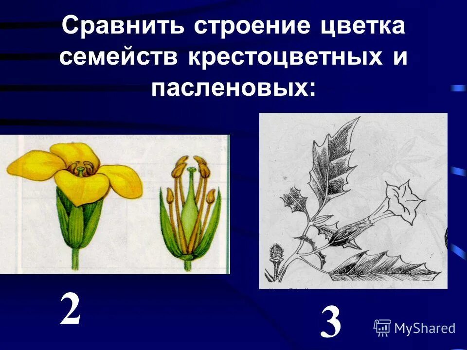 Особенности внешнего строения пасленовых. Строение цветка. строение цветка пасленовых. цветок паслена строение. строение цветка послёновы.