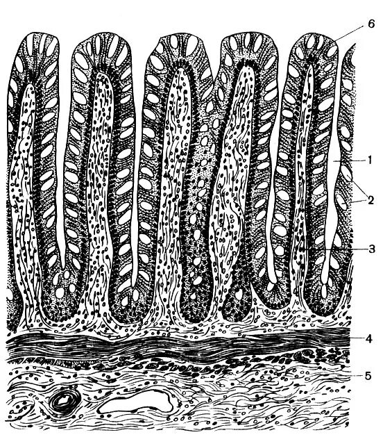 Бокаловидные клетки кишечника гистология. Микроворсинки кишечника гистология. Бокаловидные клетки толстой кишки гистология. Бокаловидные клетки тонкой кишки. Микроворсинки это