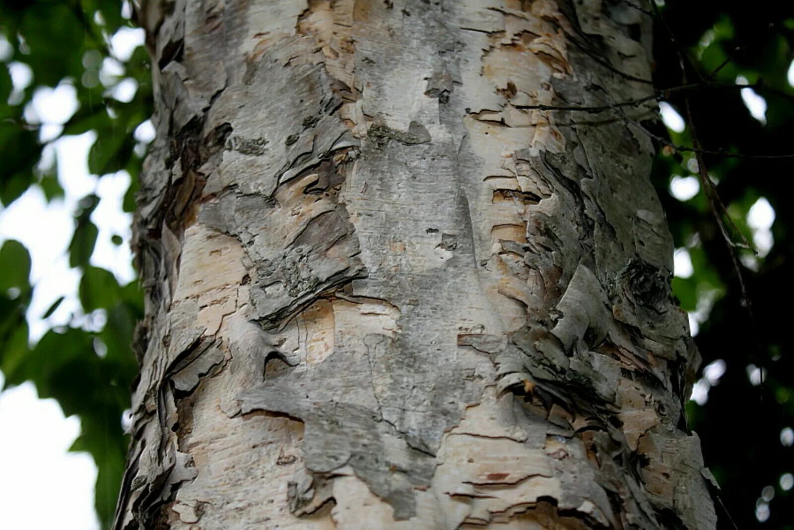 Береза Даурская (Betula dahurica). Берёза Даурская (Betula davurica). Береза Даурская черная. Береза Даурская (Betula davurica p.). Natura bereza