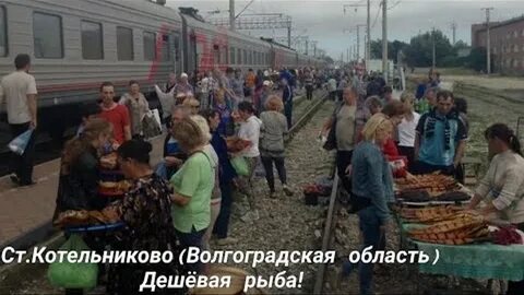 Котельниково волгоградская область рыба
