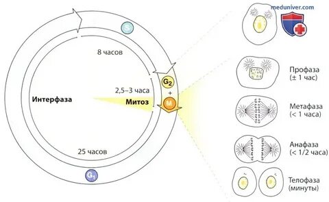 Какая фаза клеточного цикла представлена на рисунке