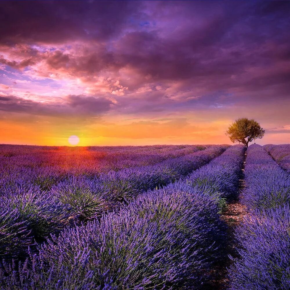самсунг гелакси лаванда. самсунг лавандовый цвет. тихань лавандовые поля. цветы лаванда поле. город ефремов лавандовые поля.