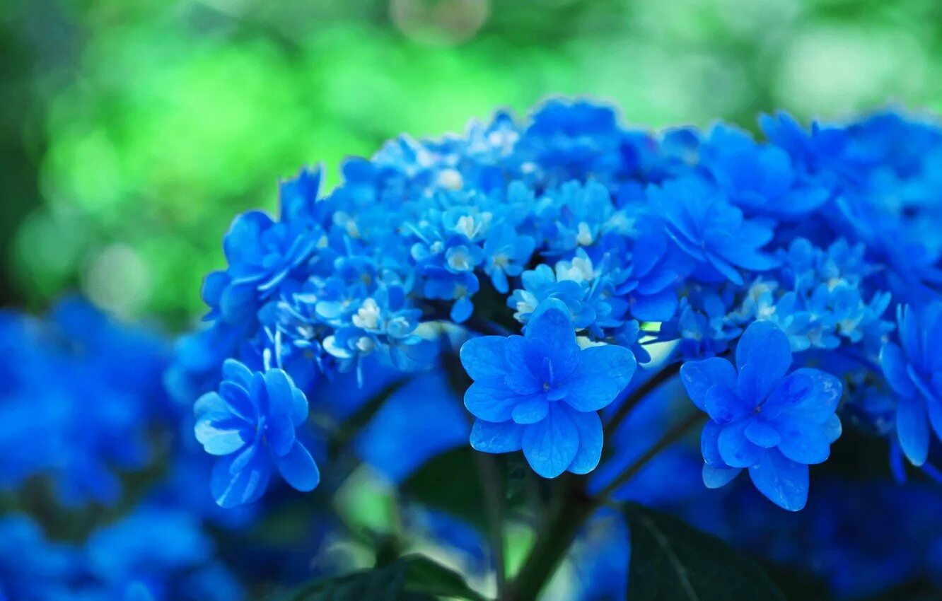 Синий день. Синие цветы. Сине зеленые цветы. Синий цвет фото. Картинки голубого цвета.