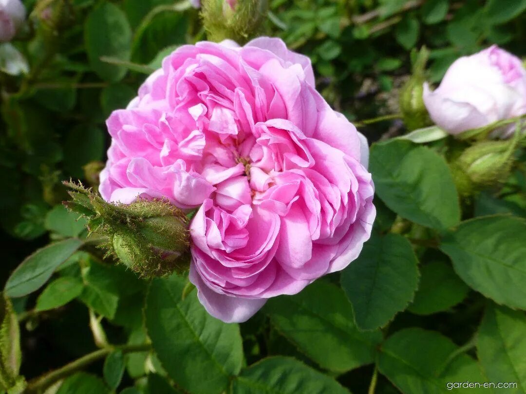 Rose 10. Роза muscosa. muscosa rubra роза. сентофолина мускоса роза. роза роз историаль 14-18 rosa rose historial 14-18.
