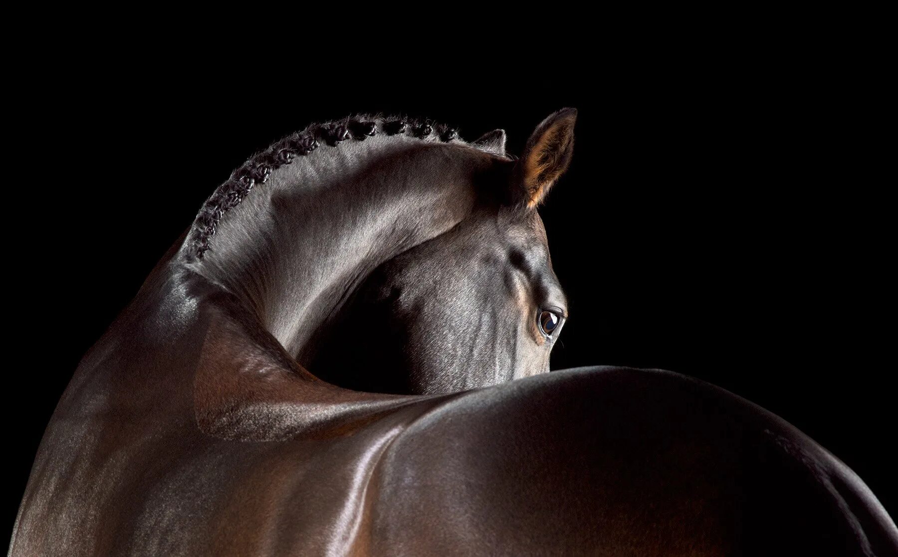 Лошадь на черном фоне. Тим Флэк фотограф лошади. Морда лошади. Лошади на рабочий стол. Конь на черном фоне.