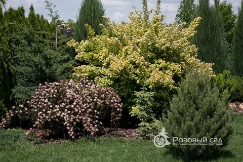 Розовый сад муниципальное образование краснодар хутор ленина