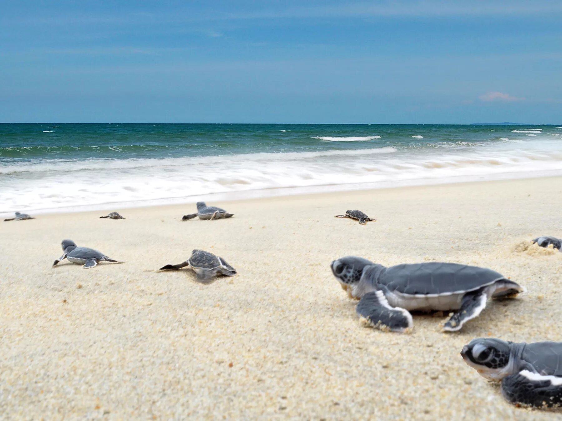 Черепаший пляж Шри Ланка. Мерсин черепахи Каретта. Черепашья бухта Каретта. Черепаший пляж Малайзия.