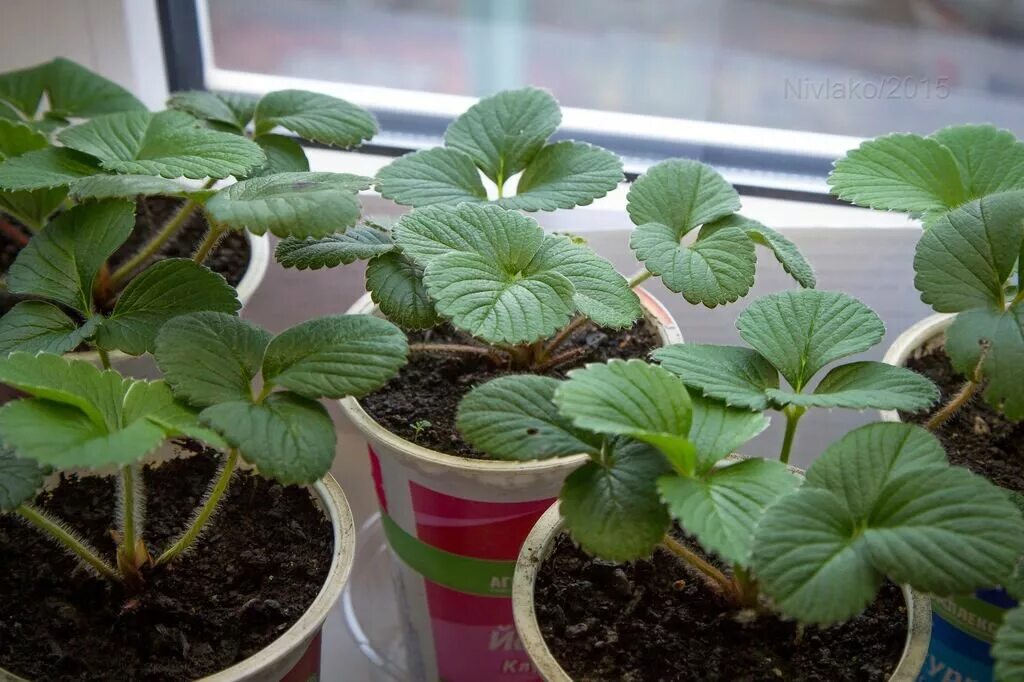 Клубника ампельная ремонтантная. Клубника балконная ремонтантная. Клубника на подоконнике. Как вырастить клубнику на подоконнике из семян. Ампельная земляника на балконе.