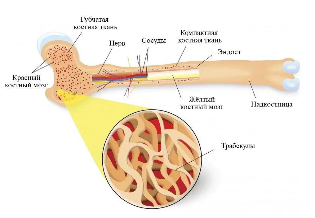 Губчатые кости заполнены. Строение кости желтый костный мозг. Строение кости красный костный мозг. Строение кости красный и желтый костный мозг. Желтый костный мозг строение.