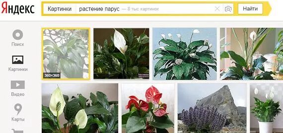 Распознавание растения по фото. Как узнать растение по фотографии. Как узнать название растения по картинке. Распознавание растений по картинке. Как определить название растения по фото.