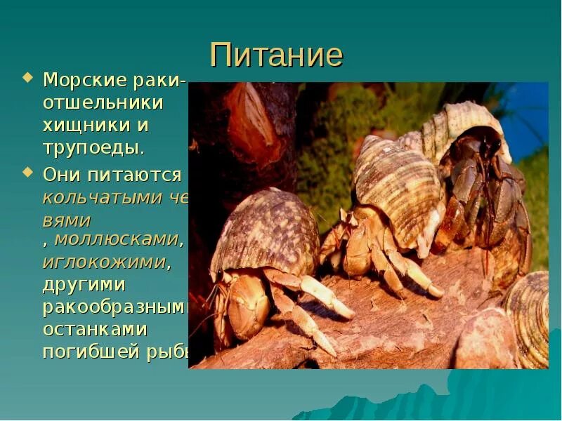 Тип питания рака