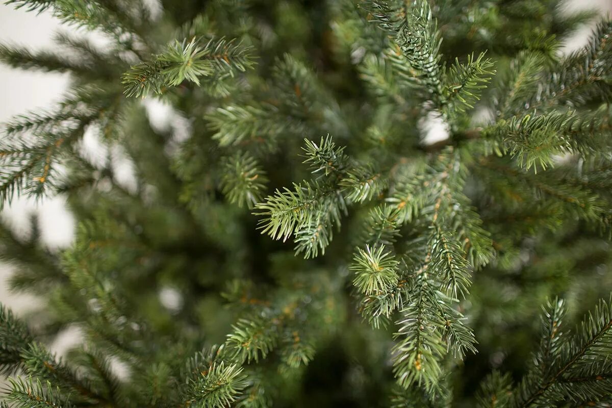 Зеленый цвет ели. Green Trees ель Онтарио Люкс 1.8. Green Trees ель Бавария премиум 2.4. Ель Брено Люкс 210 см. Green Trees ель Бавария премиум 1.8.