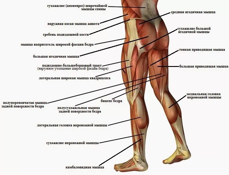 Строение ноги сбоку. Строение бедра мышцы связки сухожилия. Место ниже бедра