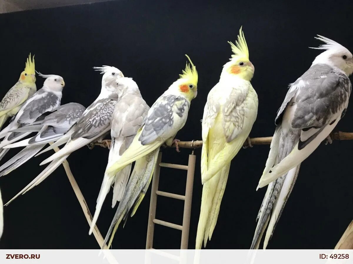 Прогулочная корелла. Попугай корелла. нимфа корелла попугай. корелла нимфа лютино. нимфовый попугай корелла.