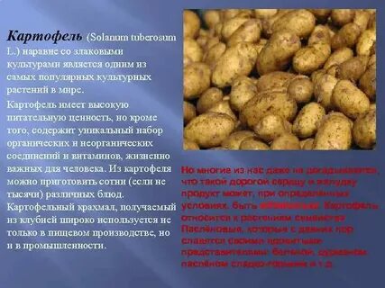 Физиологические признаки картофеля