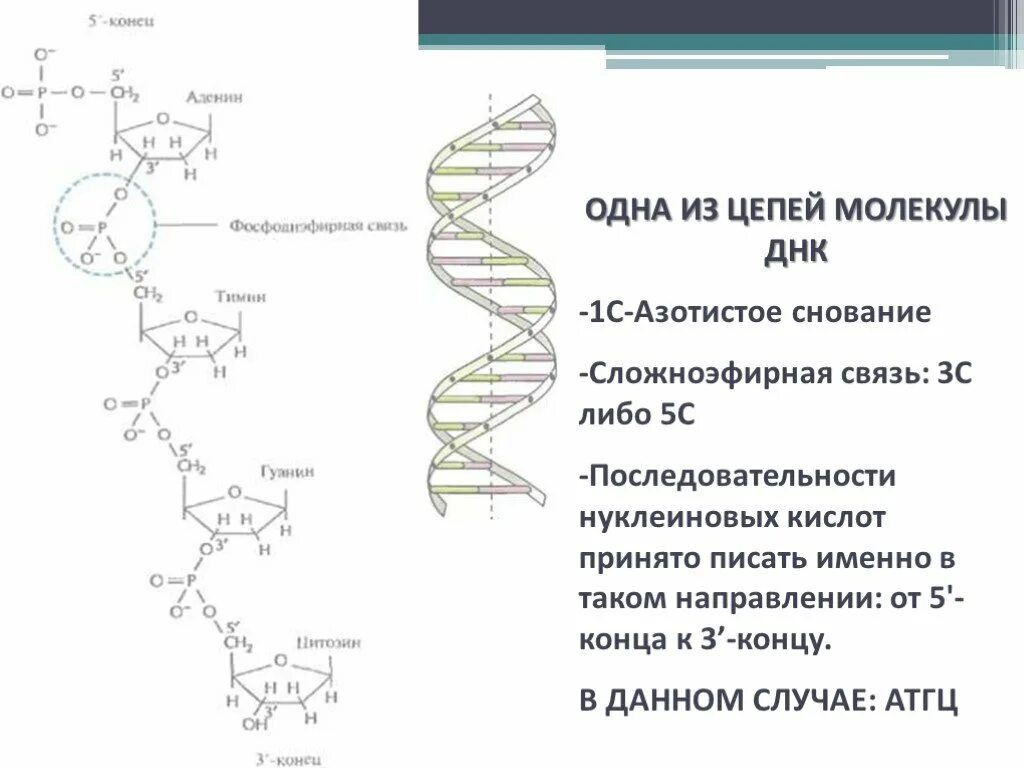Репликация молекулы ДНК. Сложноэфирные связи в ДНК. Связи в молекуле ДНК. Сложноэфирные связи в РНК.