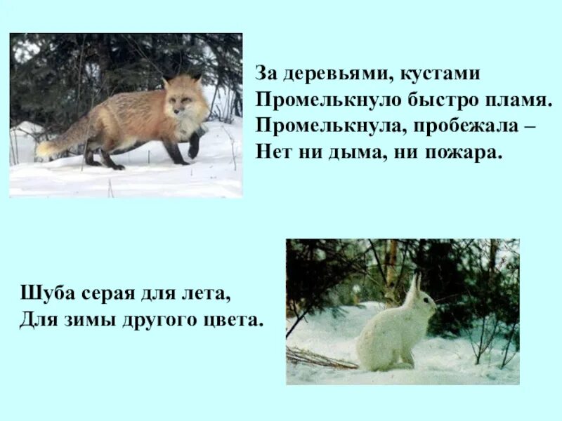 Живая природа зимой сообщение 2 класс. Живая природа зимой проект. изменения в живой и неживой природе зимой. доклад о живой и неживой природы зимой. доклад на тему живая природа зимой.