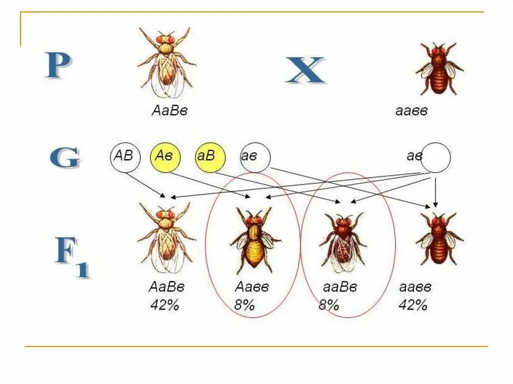 Сцепленное наследование с кроссинговером. Схема сцепленного наследования дрозофила. Наследование при неполном сцеплении генов. Сцепленное наследование (полное и неполное сцепление.