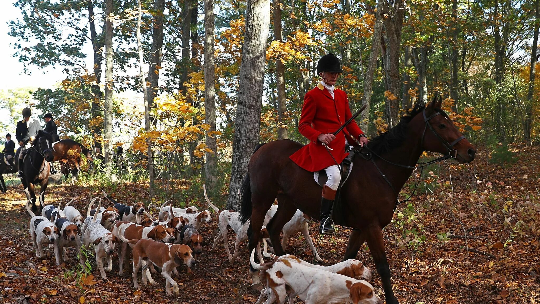 Fox hunt. Фокс Хантинг. Охота на Лис в Великобритании. Королевская охота на Лис в Англии. Парфорсная охота 19 век.