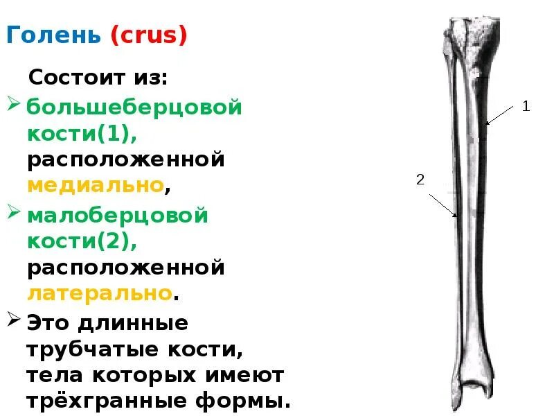 Находится берцовая кость