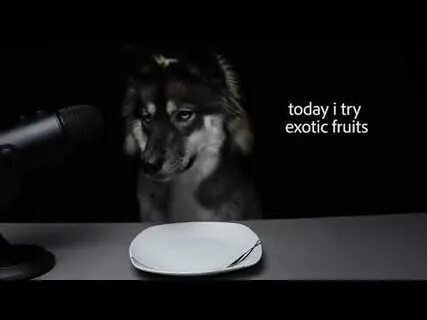 Асмр собака
