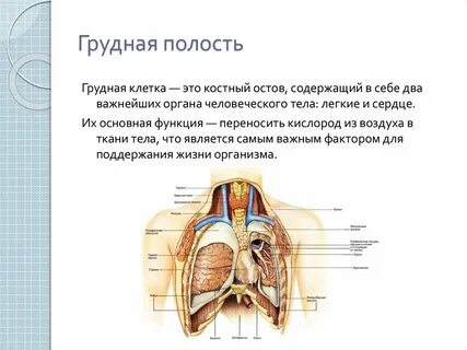 Что находится в грудине
